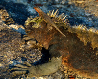 Lava Lizard atop Marine Iguana