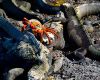 Sally Lightfoot Crab and Marine Iguana