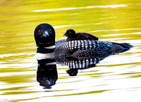 Loons and Chicks on Spider Lake 2021