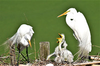 Louisiana Birds