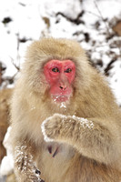Snow Monkeys-Yudanaka